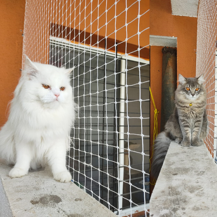 PET-SAFETY-NETS
