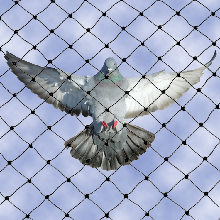 Pigeon-Safety-Nets2